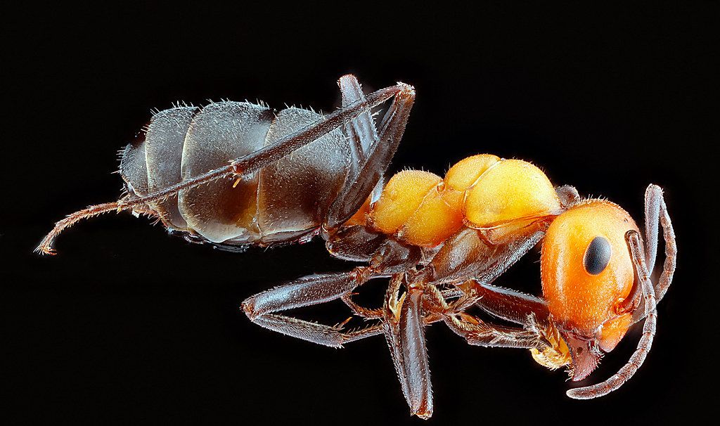 Ant Control service in Parkersburg, WV