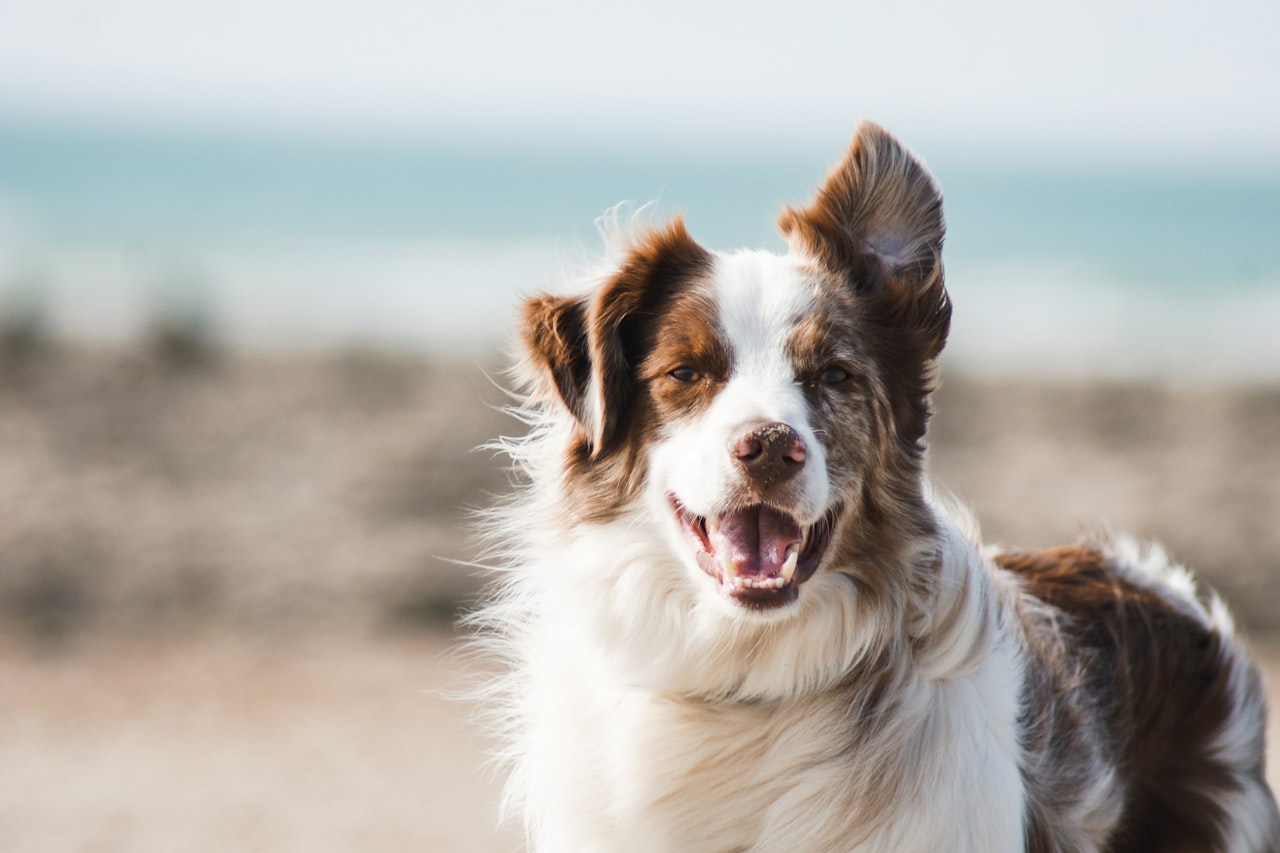 Flea & Tick Control service in Parkersburg, WV