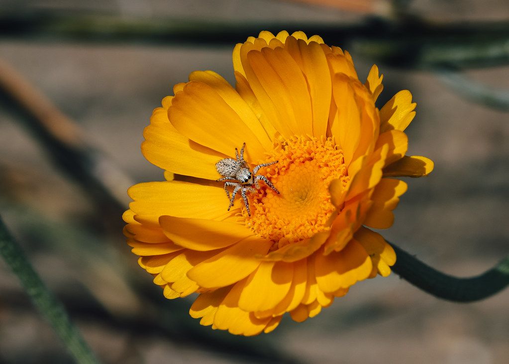 Spider Control service in Parkersburg, WV
